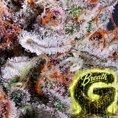 G Breath auto Trichome
