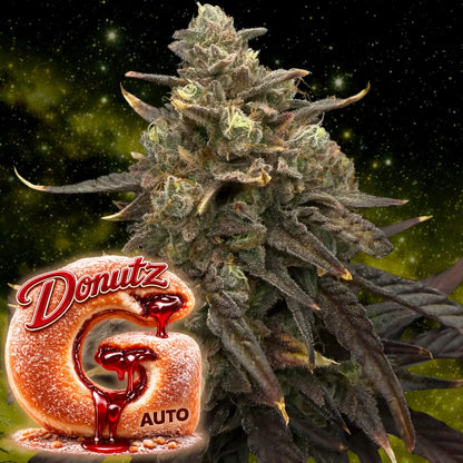 G Donutz Auto Bud 2