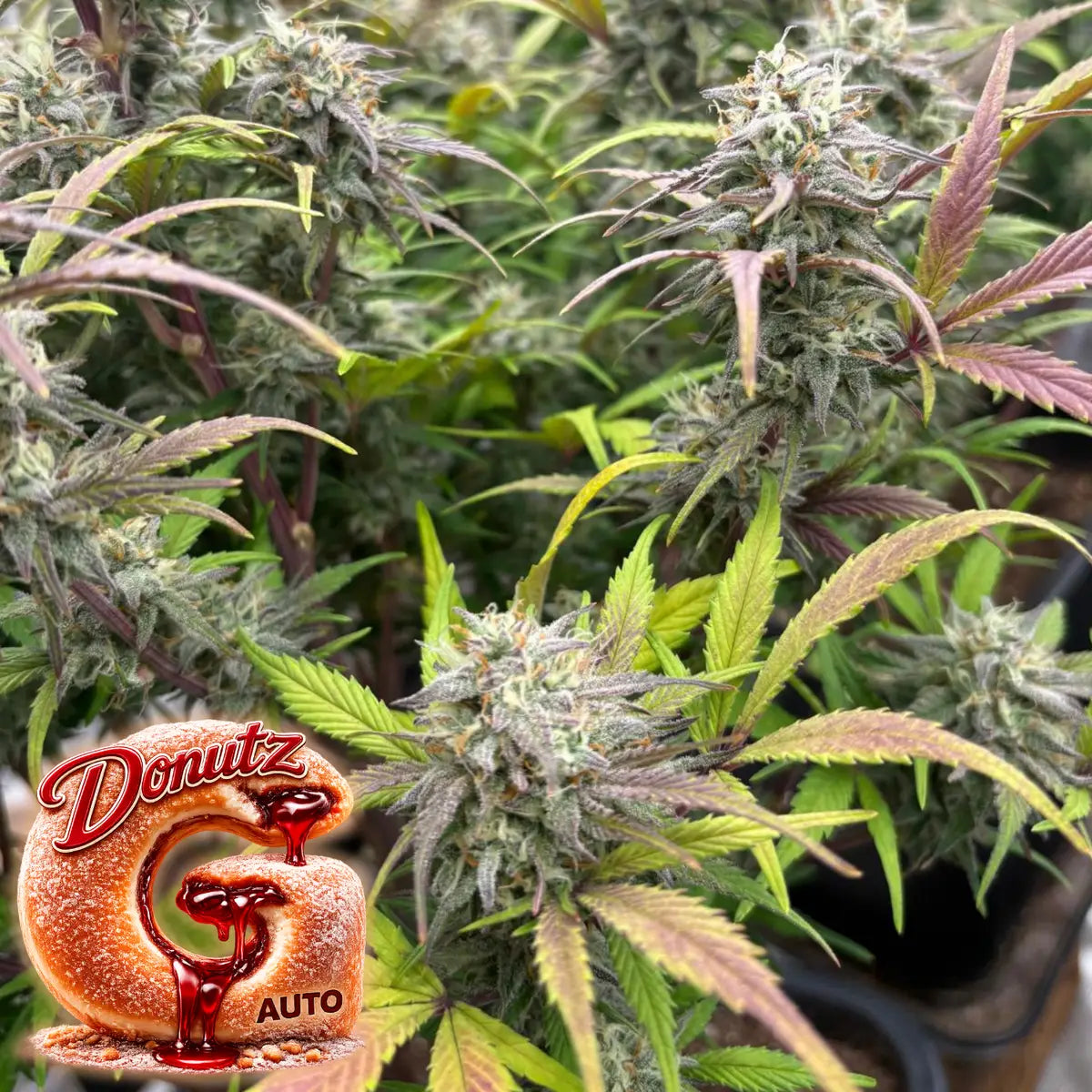 G Donutz Auto Indoor
