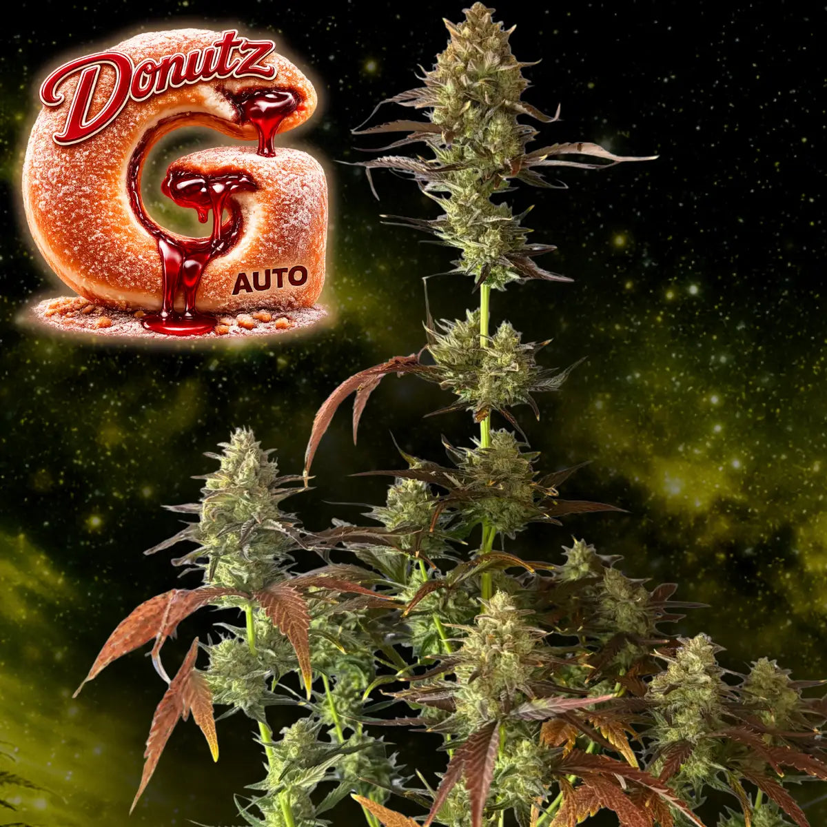 G Donutz Auto Final Plant