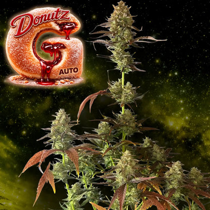 G Donutz Auto Final Plant