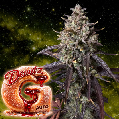 G Donutz Auto Head Plant