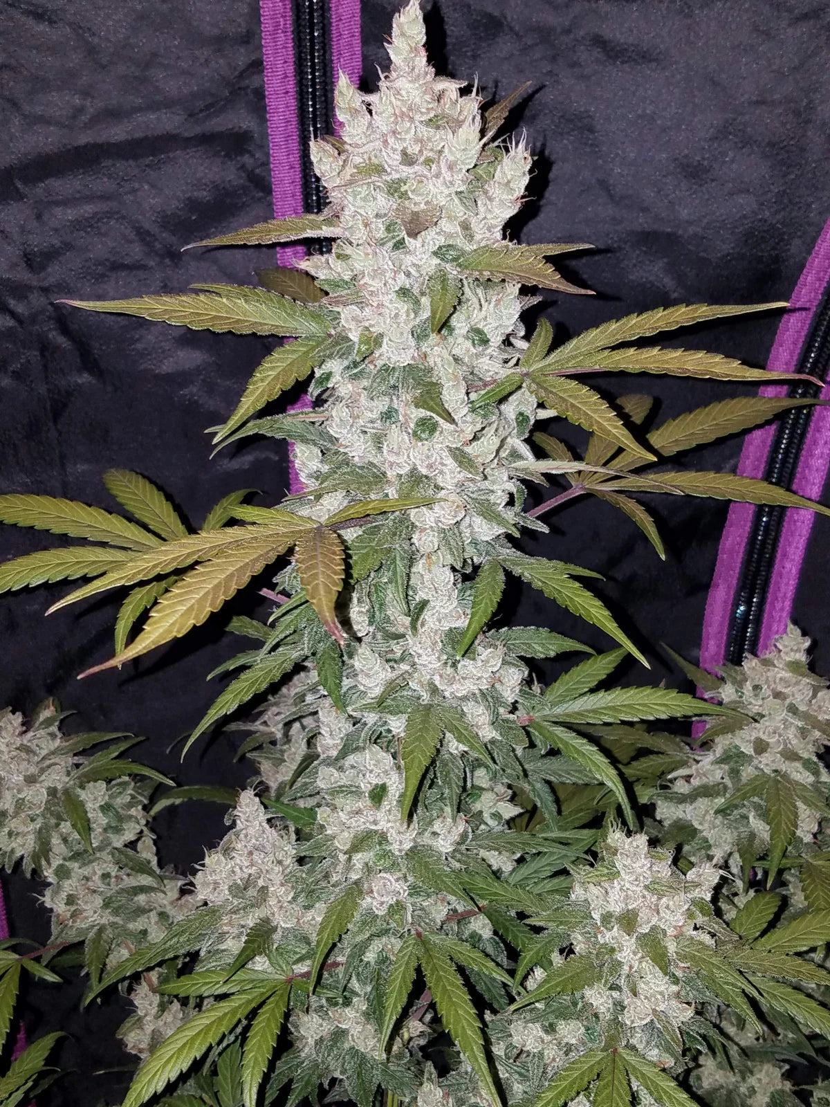 girl_scout_cookies_3