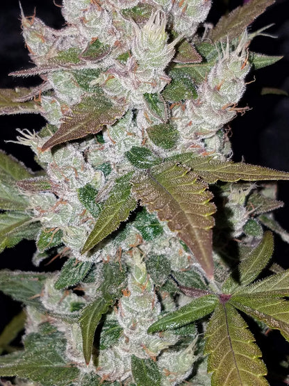 girl_scout_cookies_4