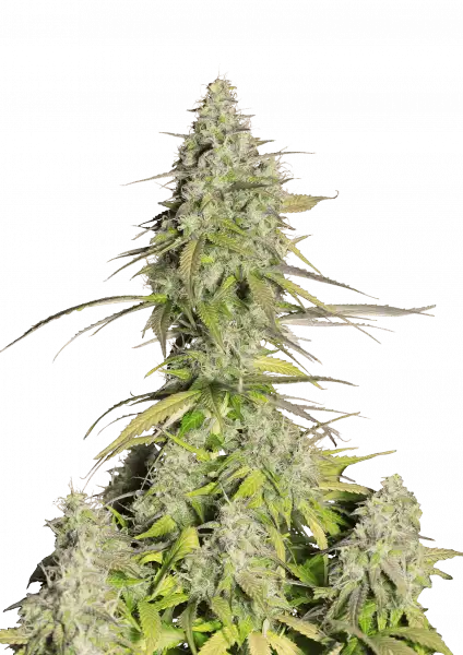 girl_scout_cookies_front