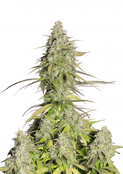 girl_scout_cookies_front