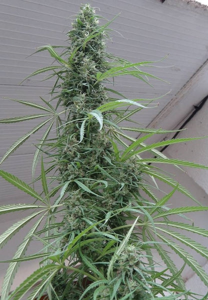 Golden Tiger bud outdoor