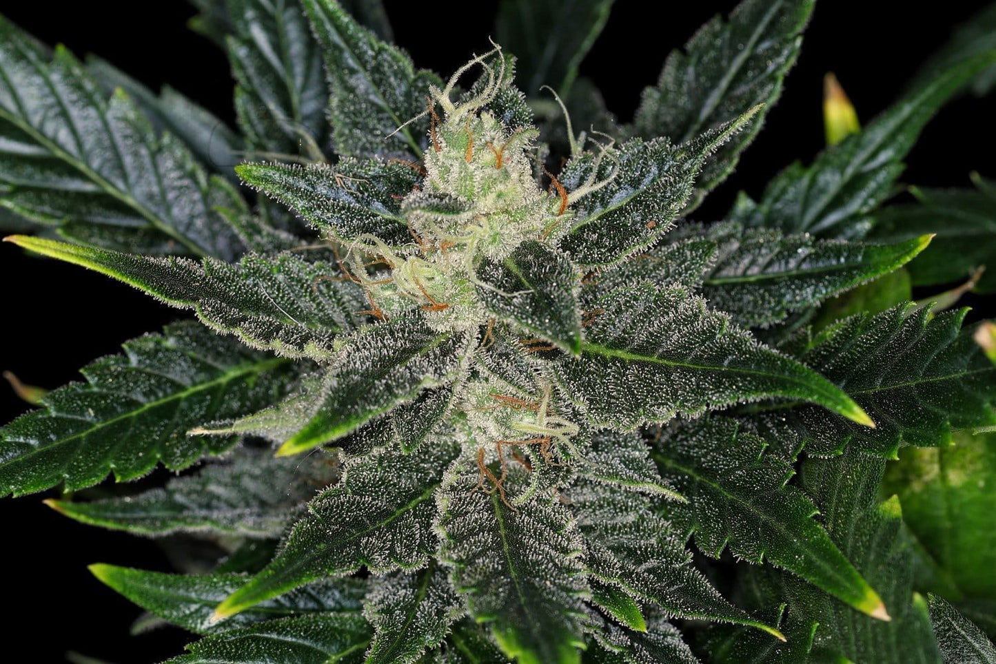 gorilla-king-auto_1