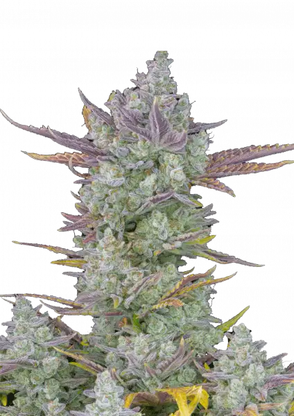 gorilla_cookie_auto_front