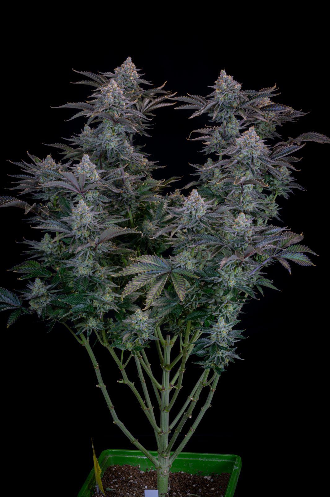 Gorilla Cookies Fast Flowering 1