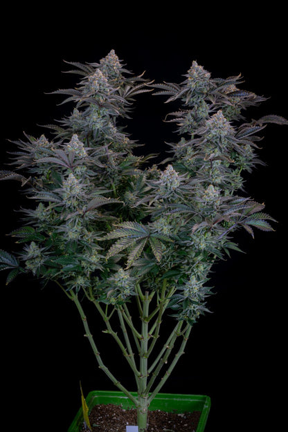 Gorilla Cookies Fast Flowering 1