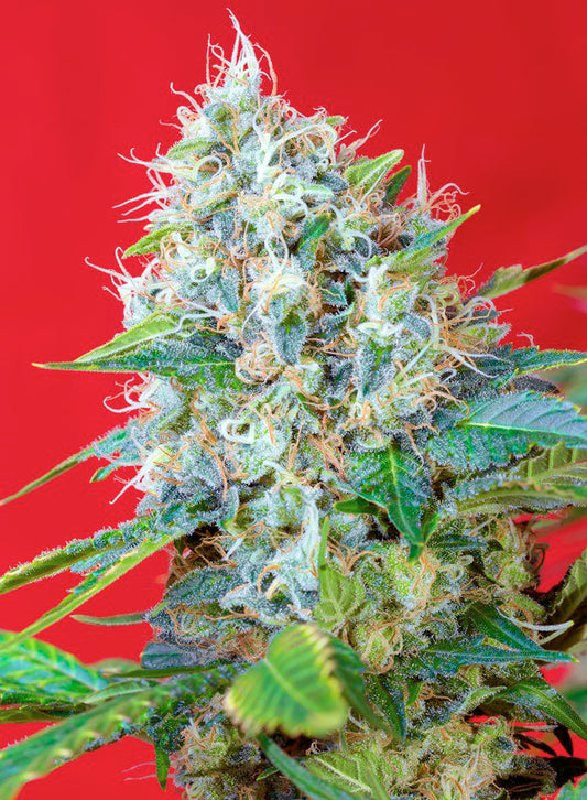 Green Poison Headbud