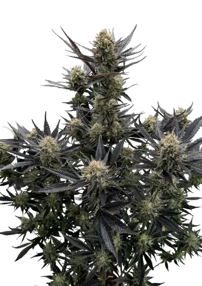Guava Auto RF3 Fast Buds Front Pflanze