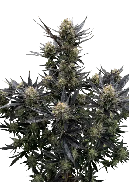 Guava Auto RF3 Fast Buds Front Pflanze
