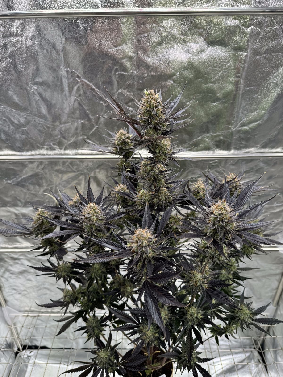 Guava Auto RF3 Fast Buds Indoor Pflanze