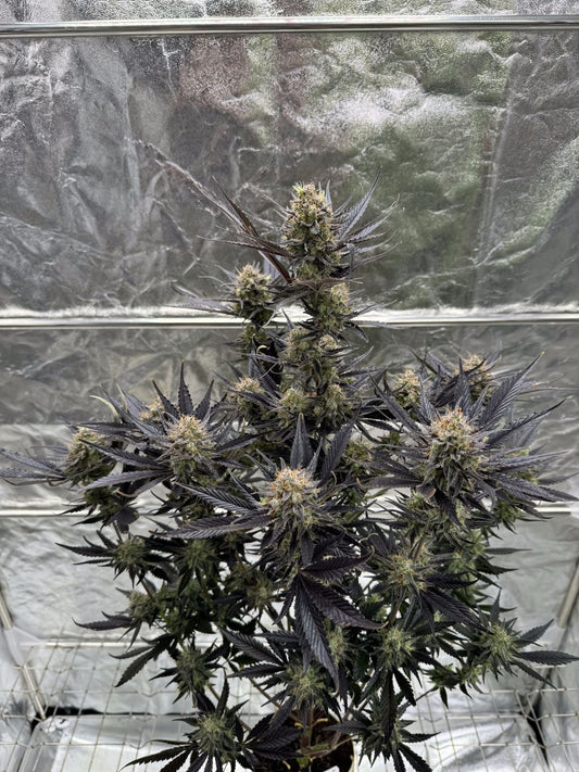 Guava Auto RF3 Fast Buds Indoor Pflanze