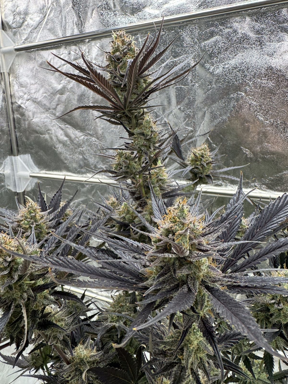 Guava Auto RF3 Fast Buds Indoor Pflanze nah