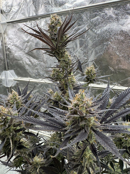 Guava Auto RF3 Fast Buds Indoor Pflanze nah