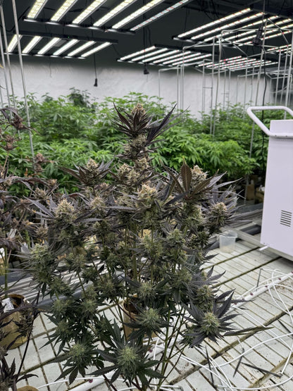 Guava Auto RF3 Fast Buds Indoor Pflanze 2