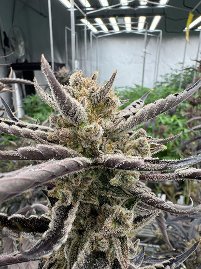 Guava Auto RF3 Fast Buds Indoor Blüte