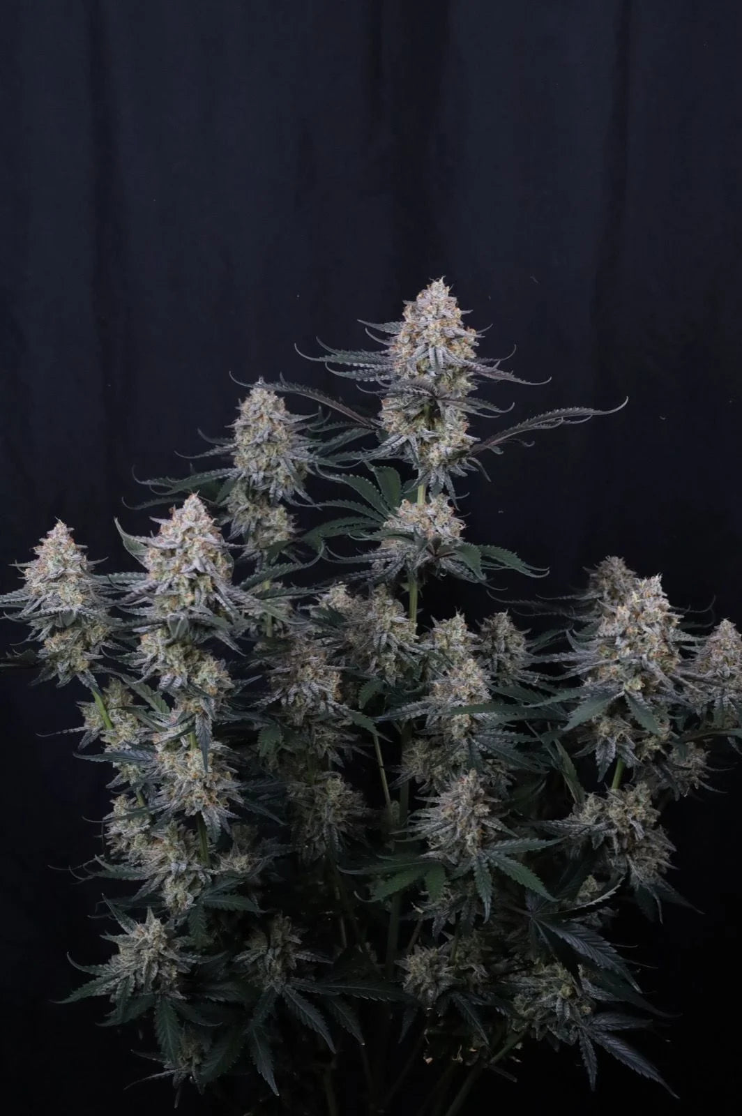 Guava Sundae Auto™