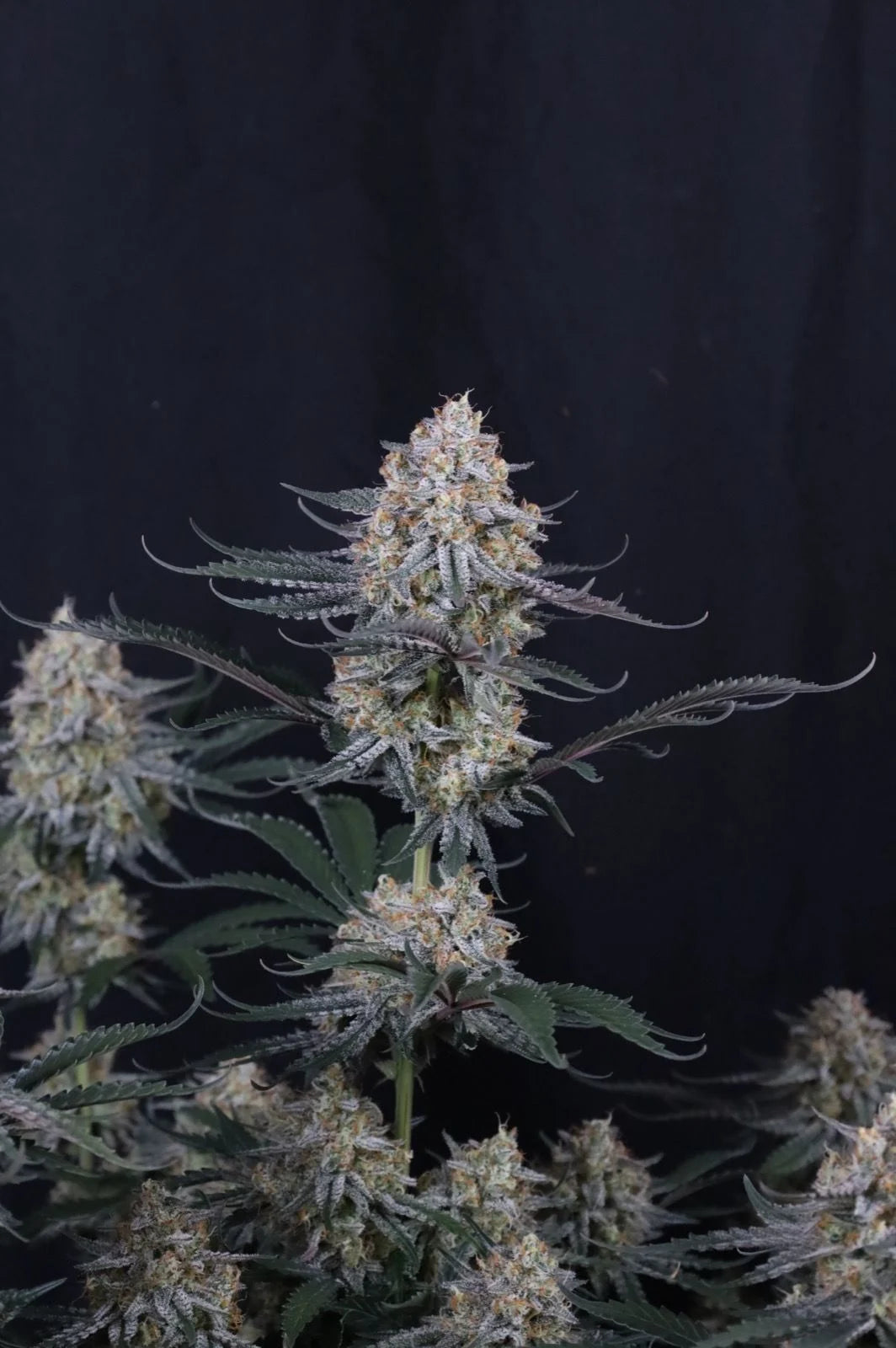 Guava Sundae Auto™