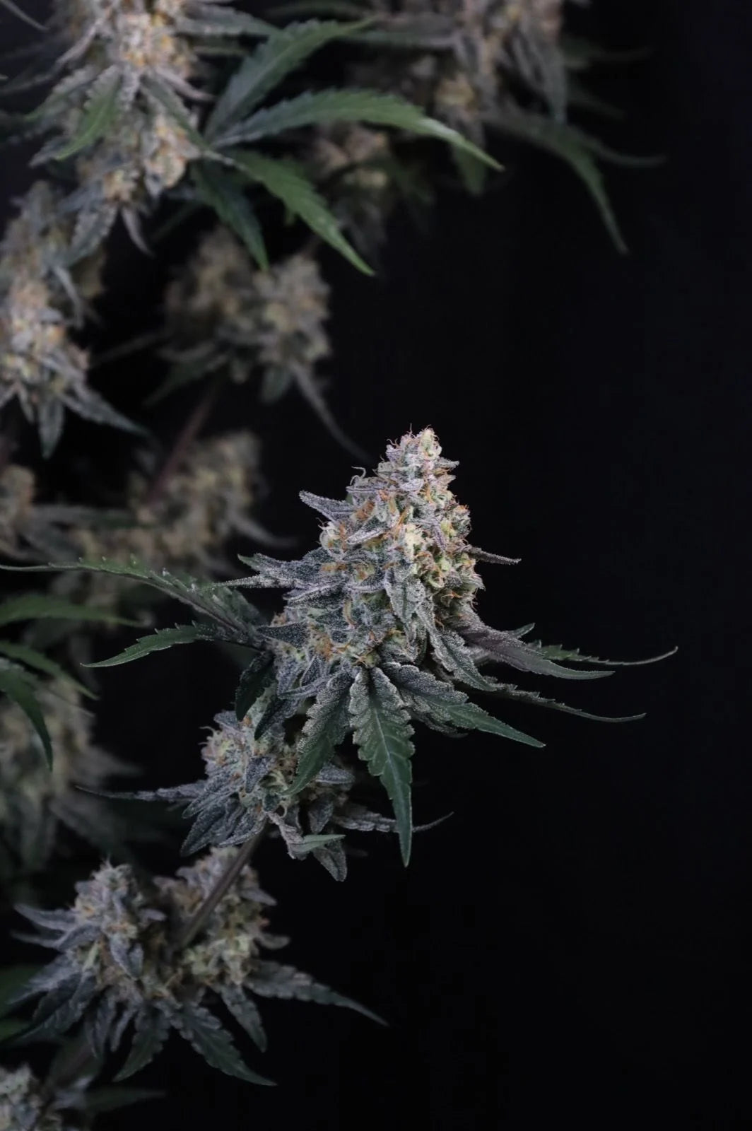 Guava Sundae Auto™