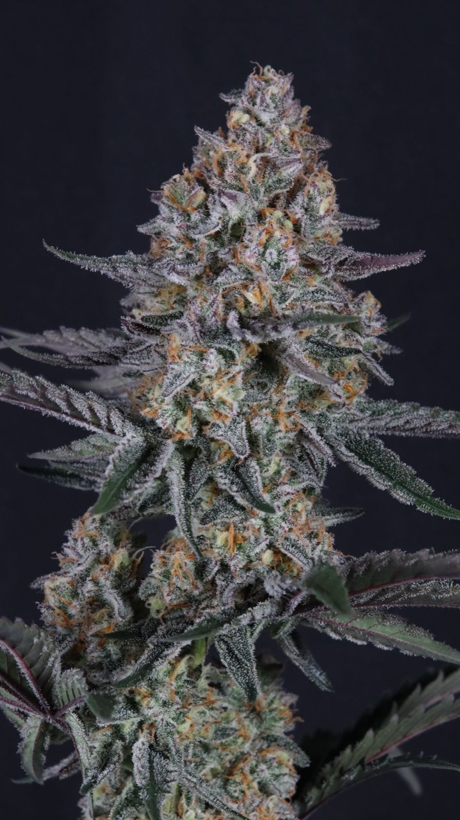 Guava Sundae Auto™