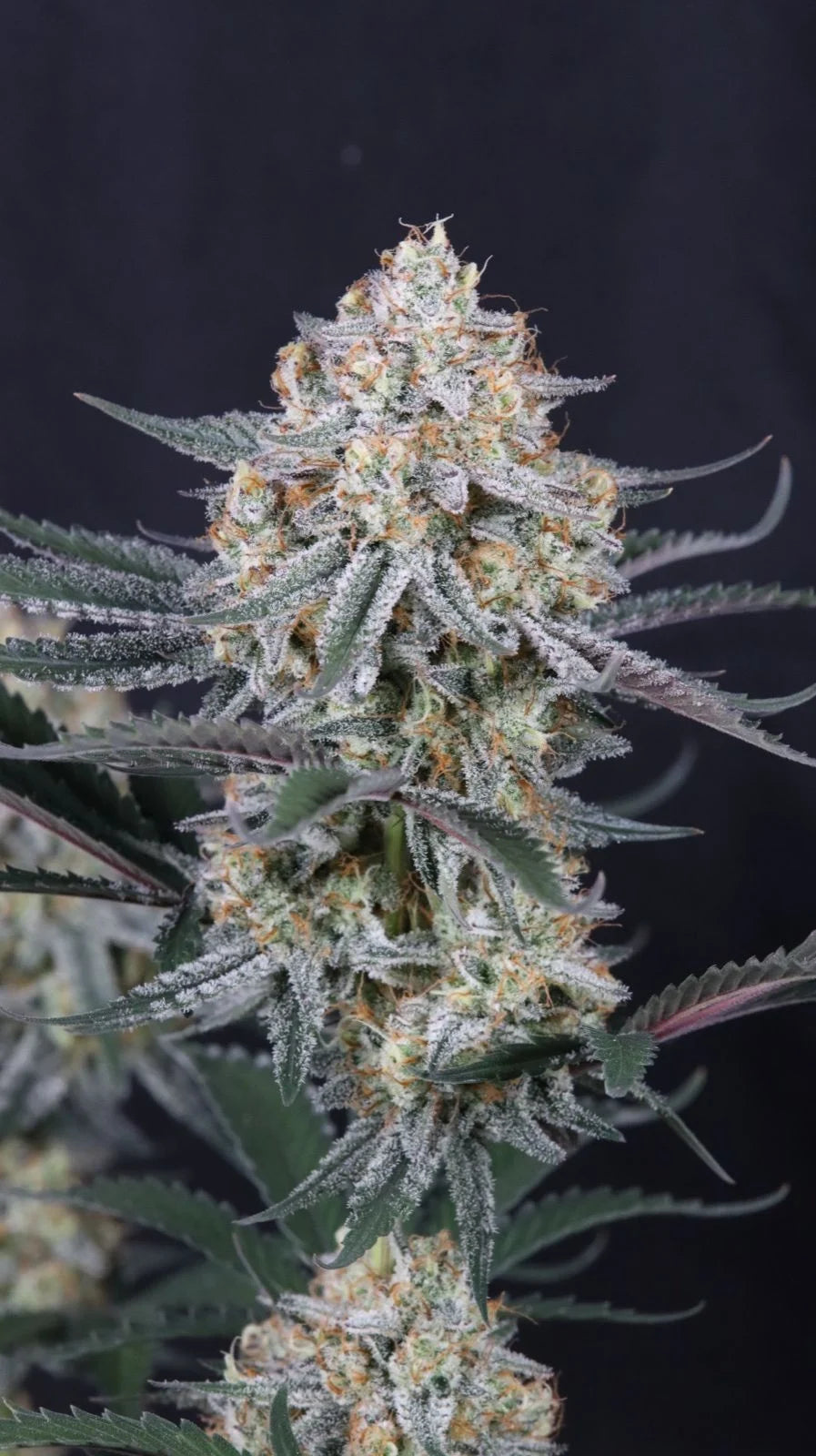 Guava Sundae Auto™