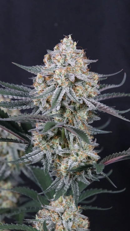 Guava Sundae Auto™