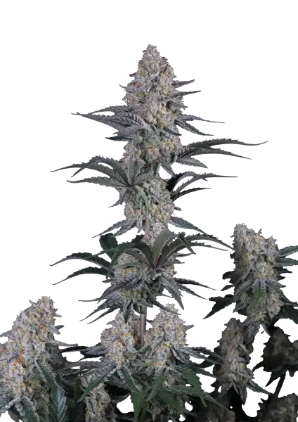 Guava Sundae Auto™