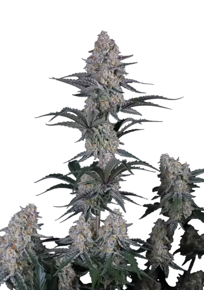 Guava Sundae Auto™