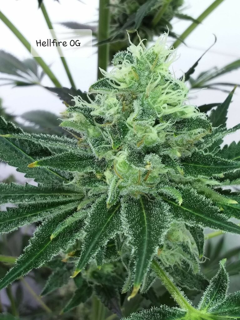 hellfire og outdoor