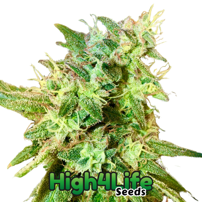 High4Life OG bei Less Organix