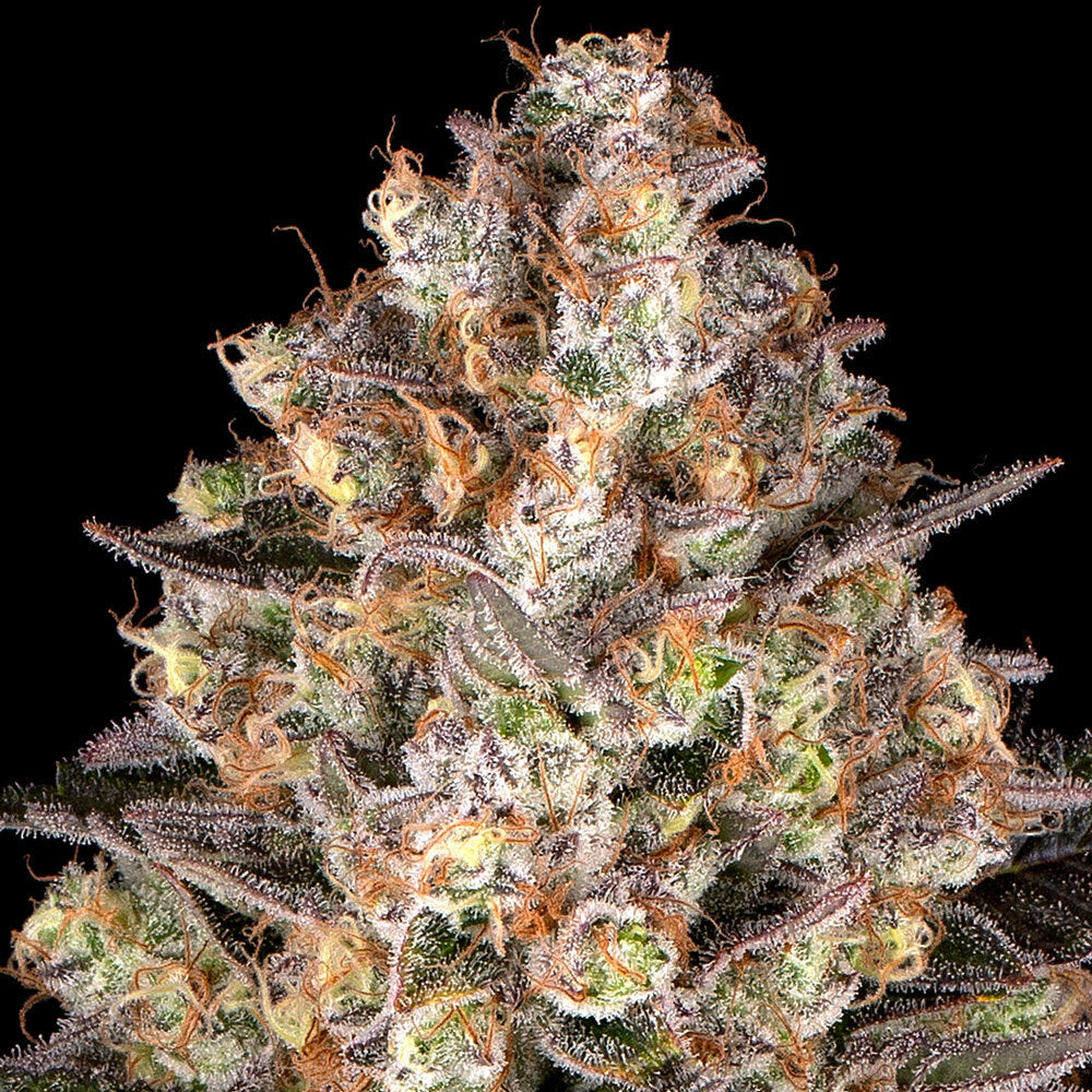 Hindu Kush Landrasse Bud von Barneys Farm