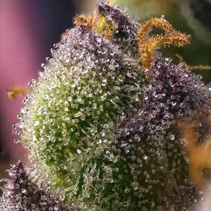 Hindu Kush Landrasse trichome von Barneys Farm