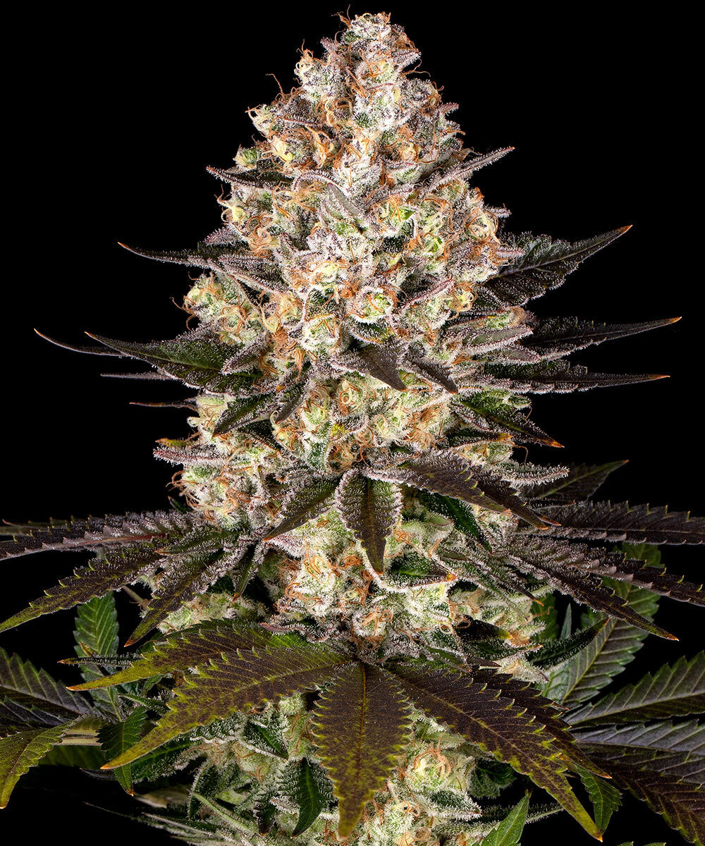 Hindu Kush Landrasse HeadBud von Barneys Farm