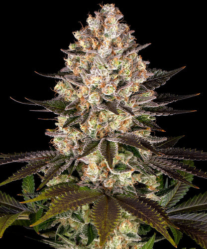 Hindu Kush Landrasse HeadBud von Barneys Farm