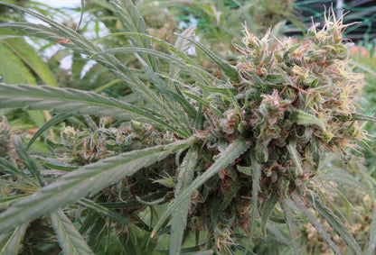 Honduras pheno
