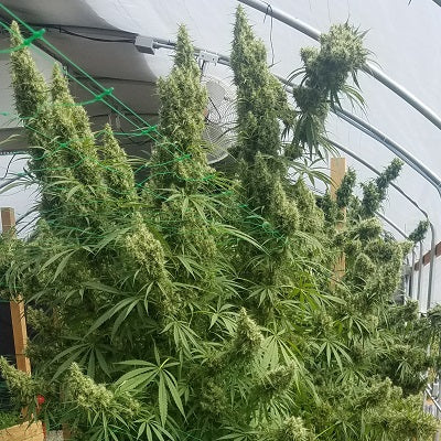 Honduras Greenhouse plant