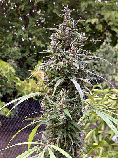 Honduras outdoor