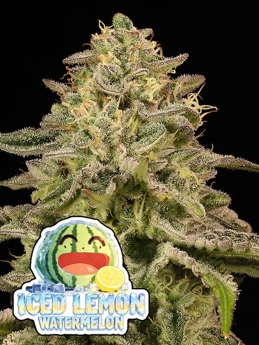 iced lemon watermelon cannabis samen von Anesia