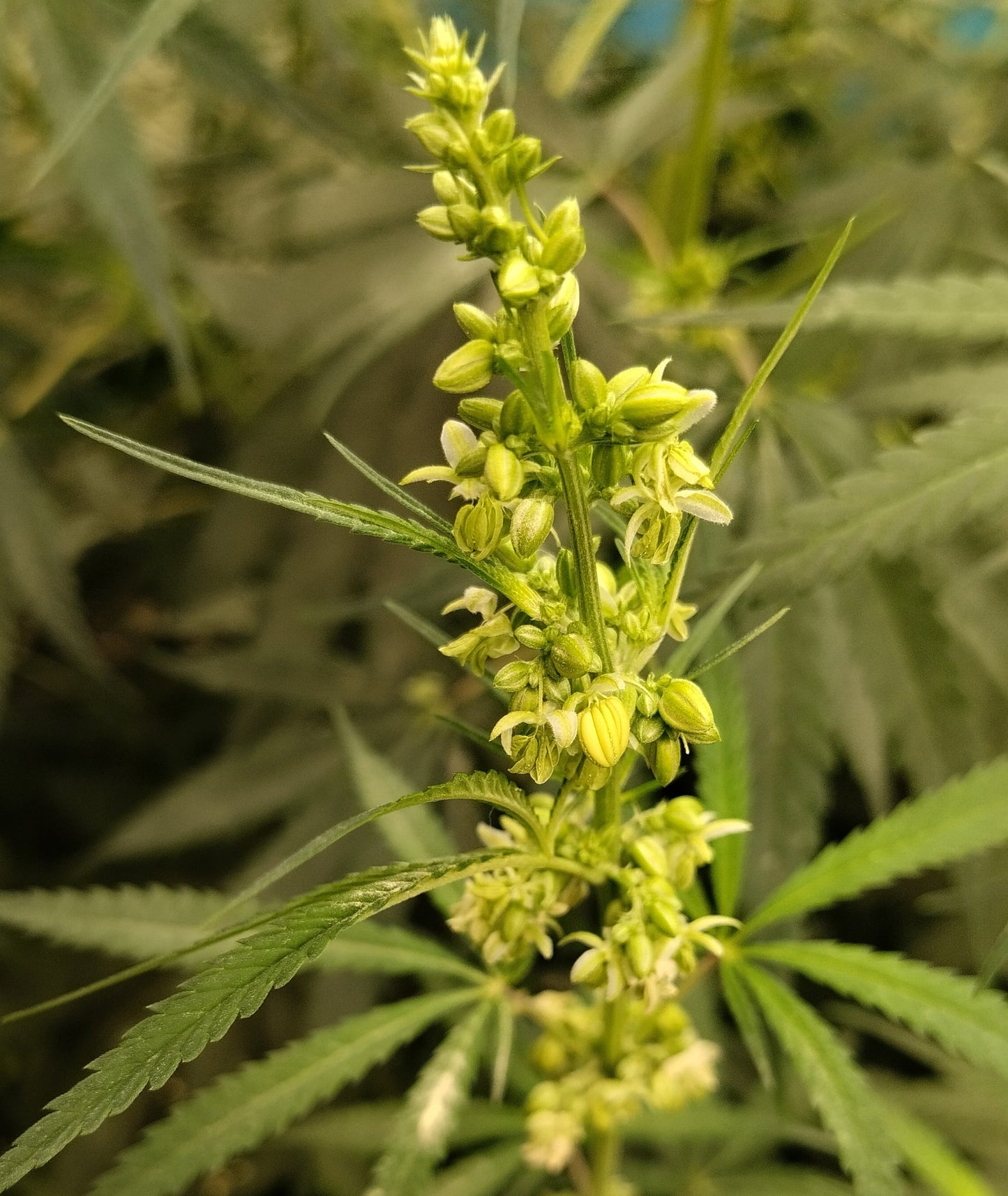 Papua New Guinea male cola