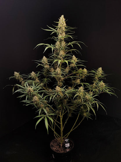 Original Jack Herer Auto ganze Pflanze vor dunklem Hintergrund