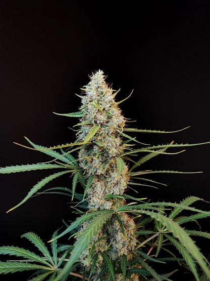 Original Jack Herer Auto Headbud vor dunklem Hintergrund