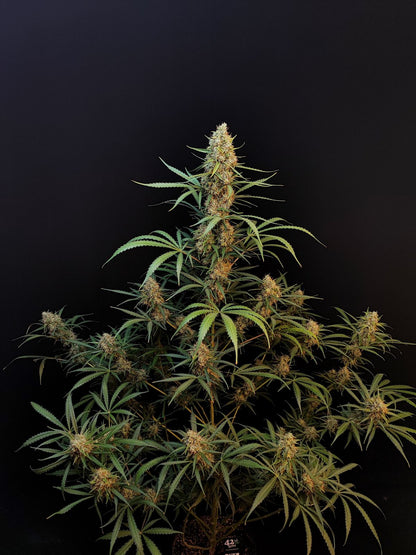 Original Jack Herer Auto ganze Pflanze vor dunklem Hintergrund 2