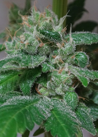 Kali China Ace Seeds bud 2