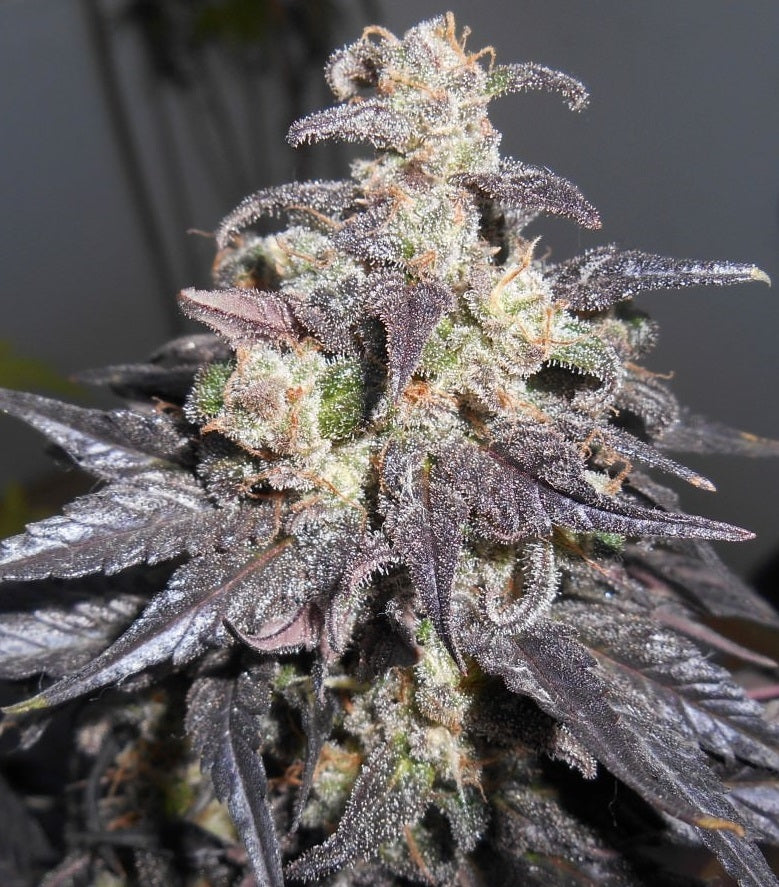 Kali China Ace Seeds