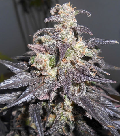 Kali China Ace Seeds