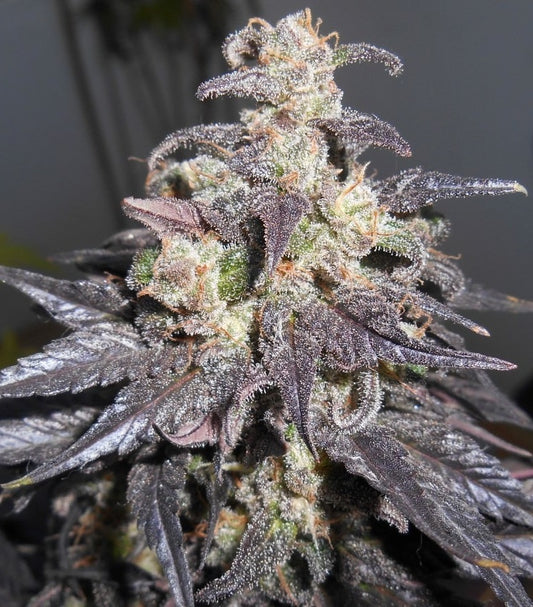 Kali China Ace Seeds